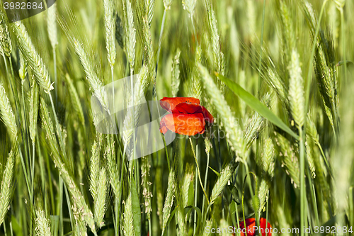 Image of Poppy in the field  