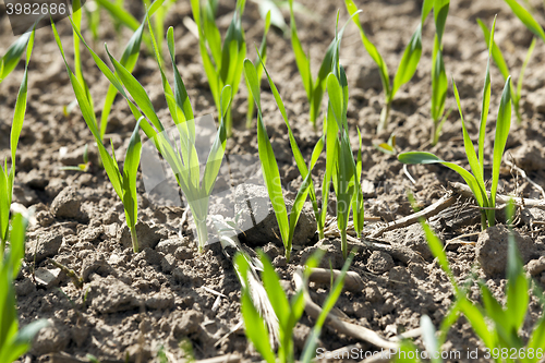 Image of field with cereals  