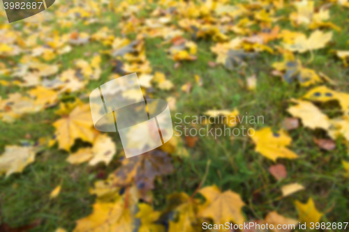 Image of Autumn Park, overcast 