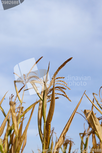 Image of Green immature corn  