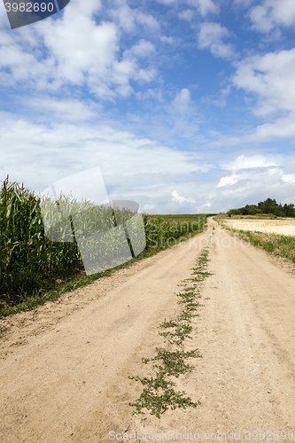 Image of Corn field, summer  