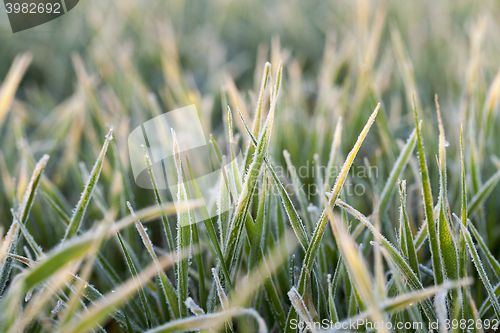 Image of wheat during frost 