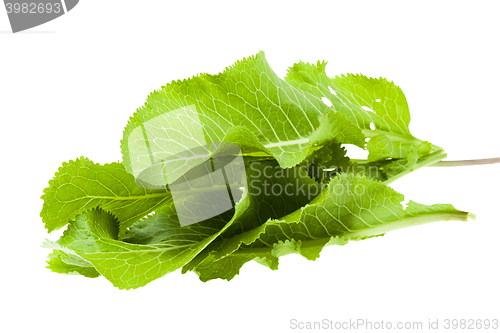 Image of isolated horseradish leaves  