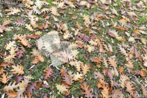 Image of old autumn foliage  