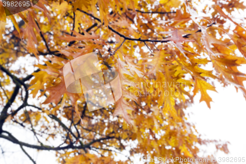 Image of Autumn Park, overcast  