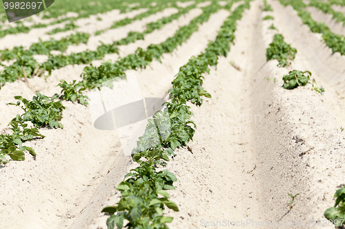 Image of Potatoes in the field  