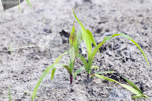 Image of young sprout of corn 