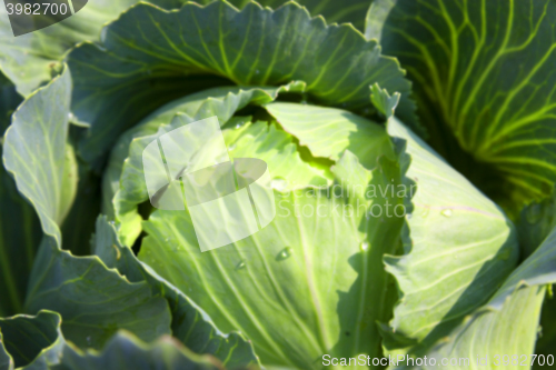 Image of green cabbage with drops  