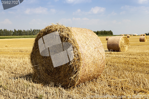 Image of haystacks straw. field  