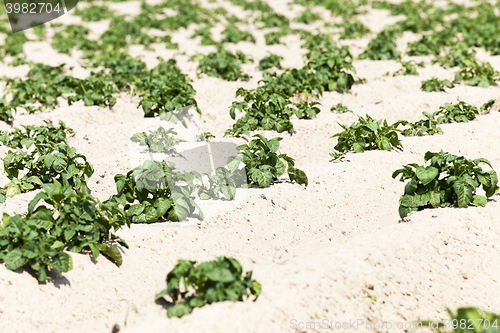 Image of Potatoes in the field  