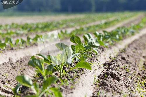 Image of green cabbage in a field  