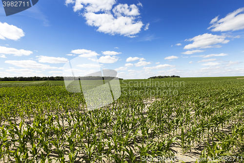 Image of Field with corn  