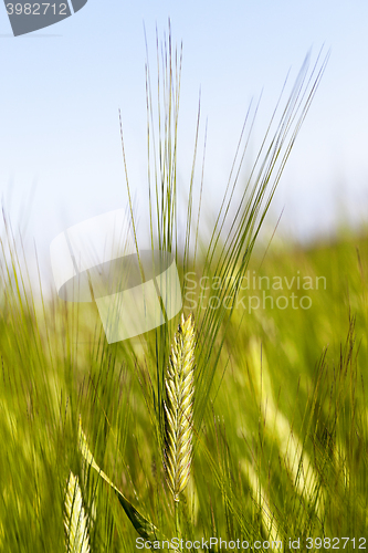 Image of immature grass sky 