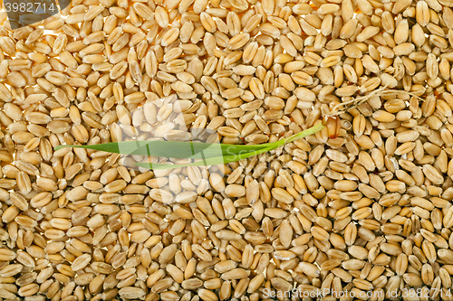 Image of Sprouted wheat grain 