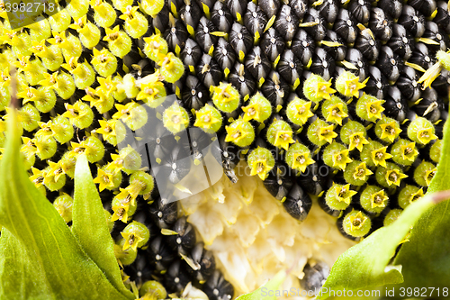 Image of part ripe sunflower with seeds