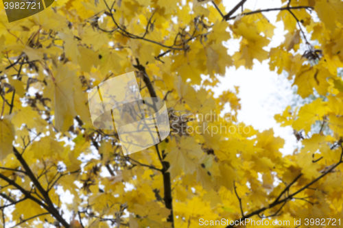Image of autumn in the park
