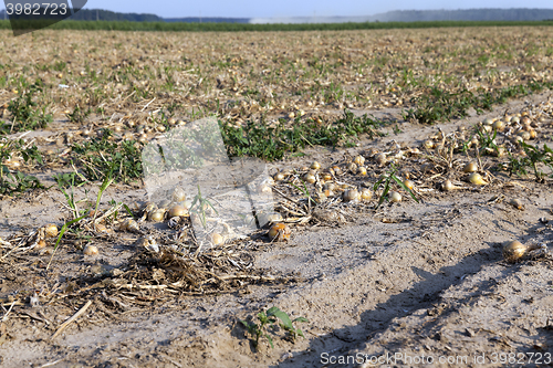 Image of Harvesting onion field