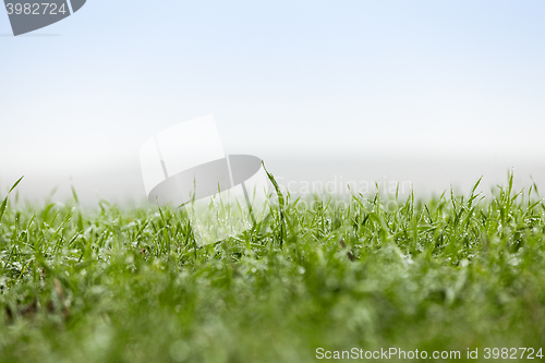 Image of young grass plants, close-up
