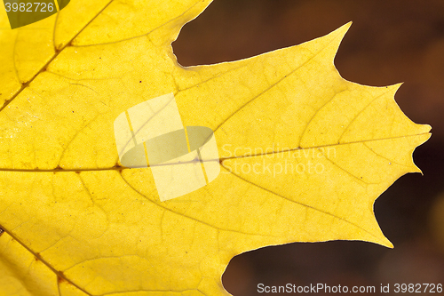 Image of autumn in the park