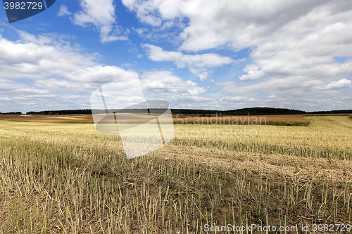 Image of collection rapeseed crop