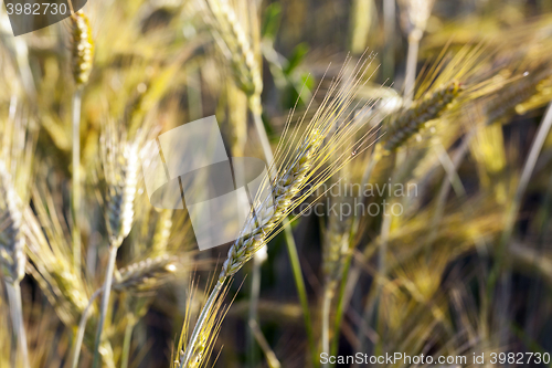 Image of farm field cereals