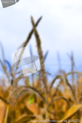 Image of mature corn crop