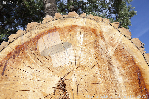 Image of cut down a tree, close-up