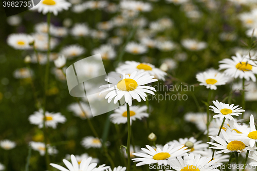 Image of white daisy flowers.