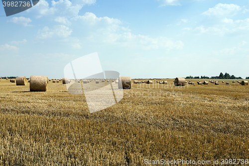 Image of cereal harvest, summer