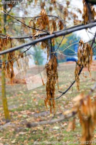 Image of autumn in the park