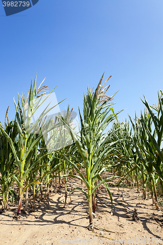 Image of Field with corn