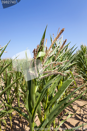 Image of Corn field, summer