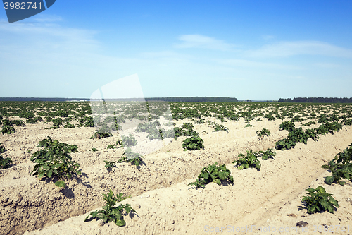 Image of Agriculture, potato field