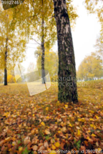 Image of autumn in the park