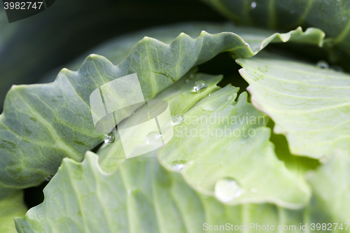 Image of green cabbage with drops