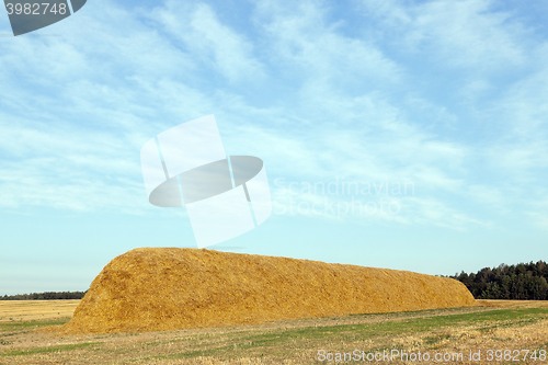 Image of stack of straw in the field