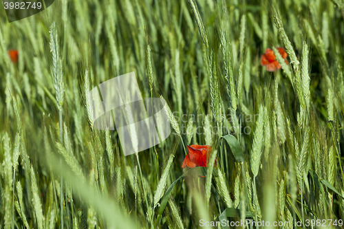 Image of blooming red poppies