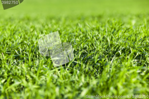 Image of young grass plants, close-up