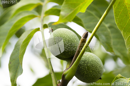 Image of unripe green walnuts