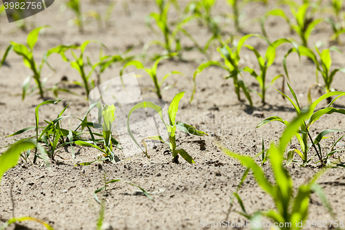 Image of green corn. Spring