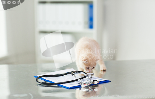 Image of close up of scottish fold kitten at vet clinic