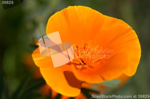 Image of California poppy