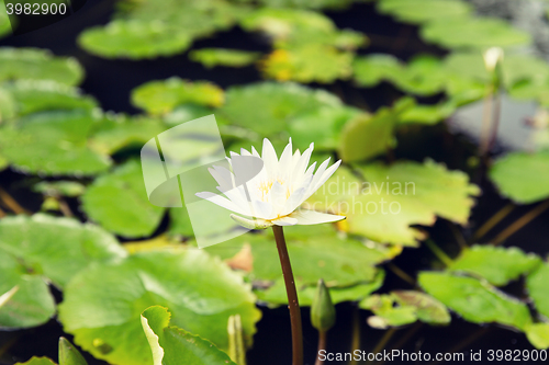 Image of close up of white water lily in pond