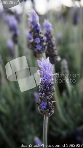 Image of Lavender flowers in the field in spring