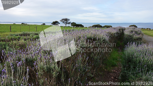 Image of Lavender flowers in the field in spring