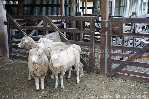 Image of Herd of sheeps on the farm