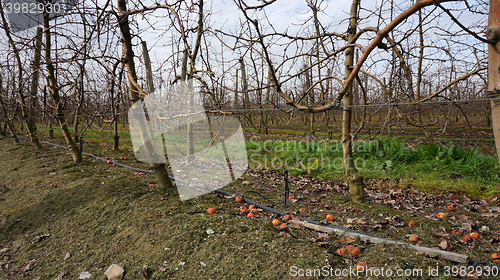 Image of Landscape with winter vineyard