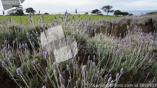 Image of Lavender flowers in the field in spring