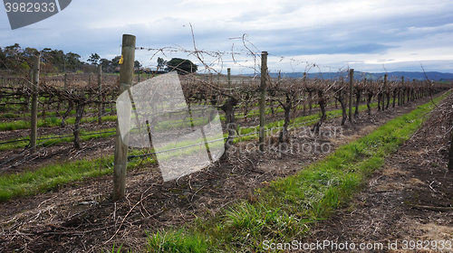 Image of Landscape with winter vineyard