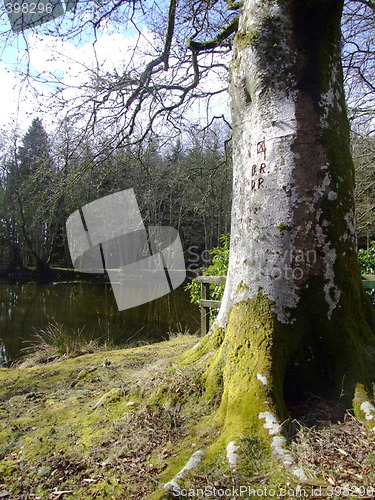 Image of Tree at lakeside